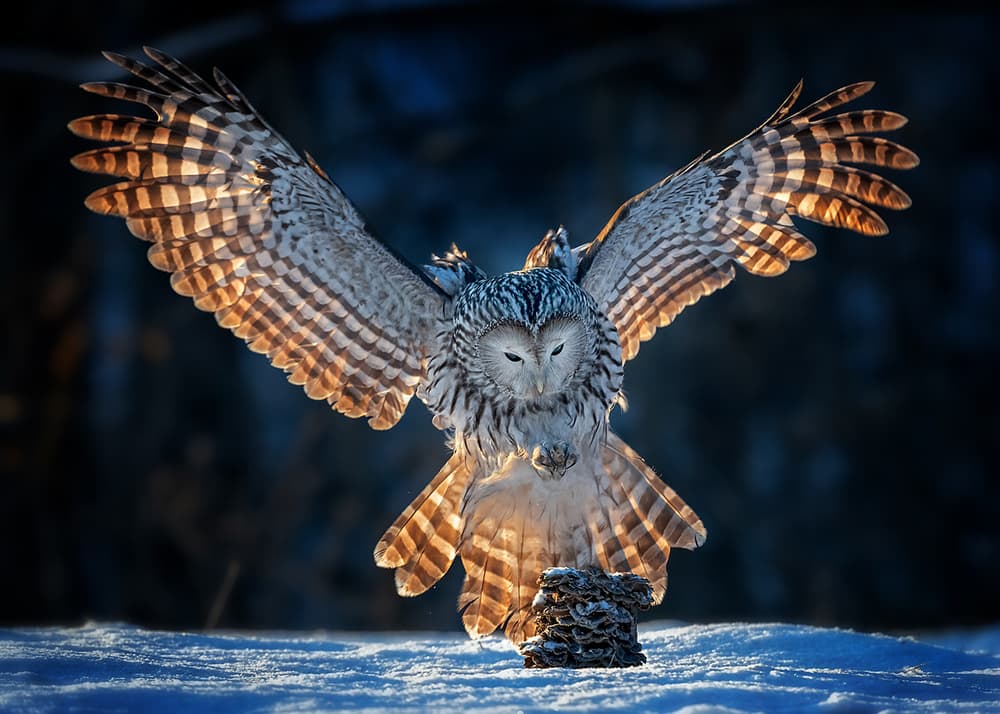 Golden Owl Winter Flight by Annie Poreider — canvas wall art