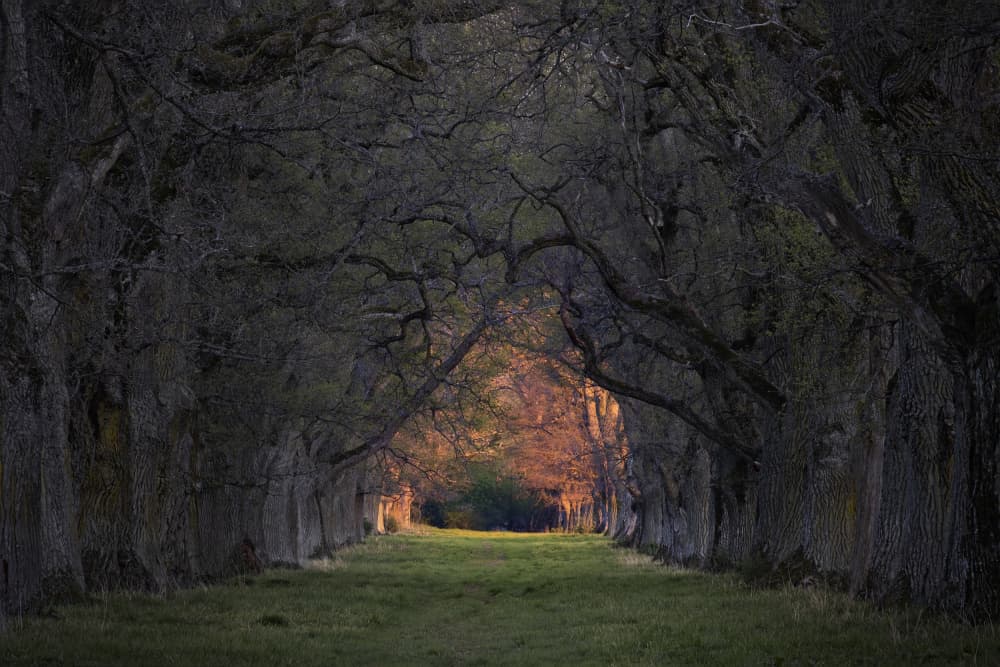 Enchanted Forest Path by Hamed Bank — canvas wall art