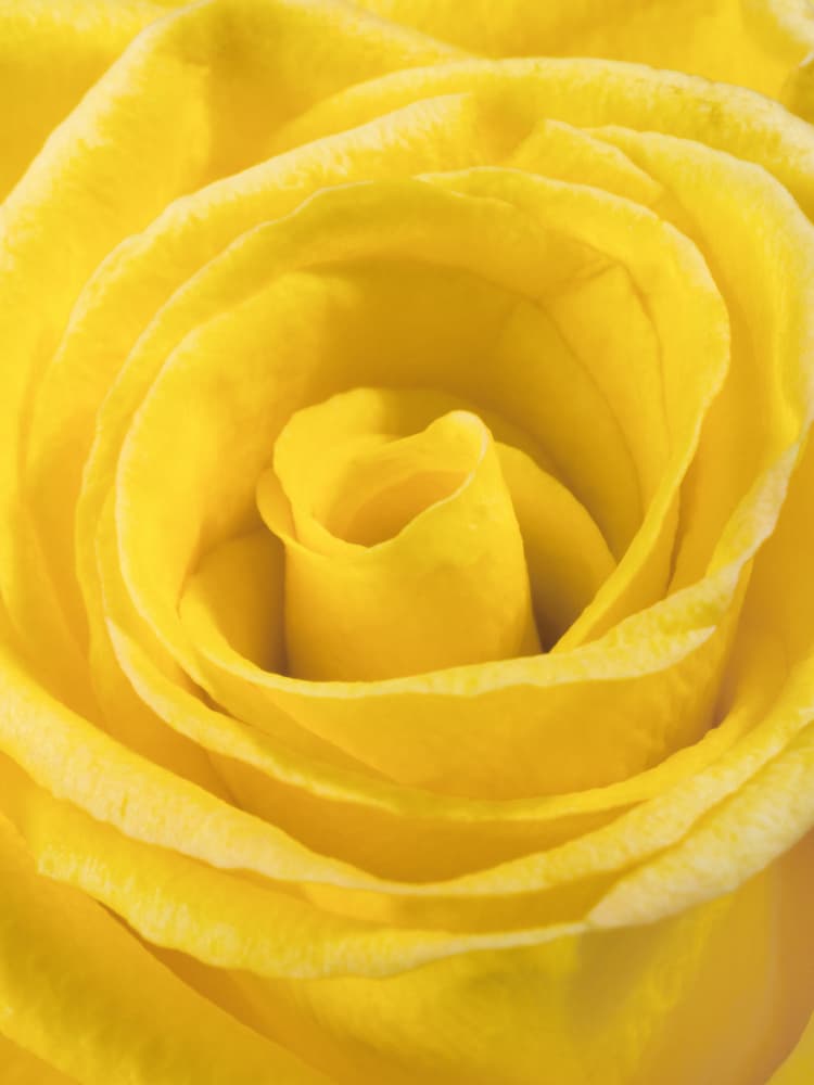 Golden Rose Bloom by engin akyurt — canvas wall art