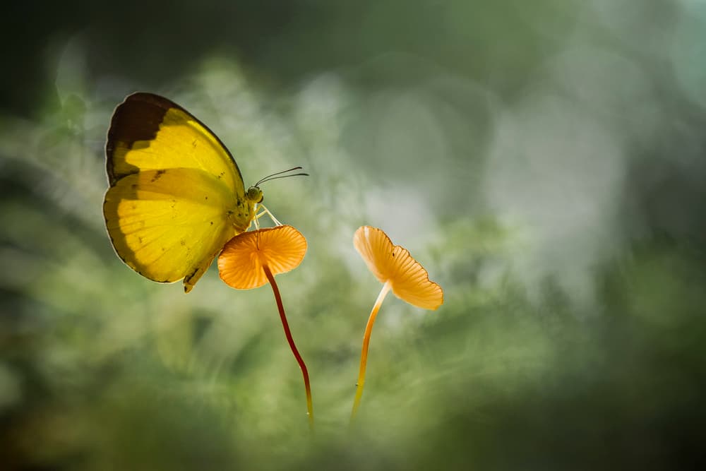 Delicate Butterfly Forest Glow by Abdul Gapur Dayak — canvas wall art