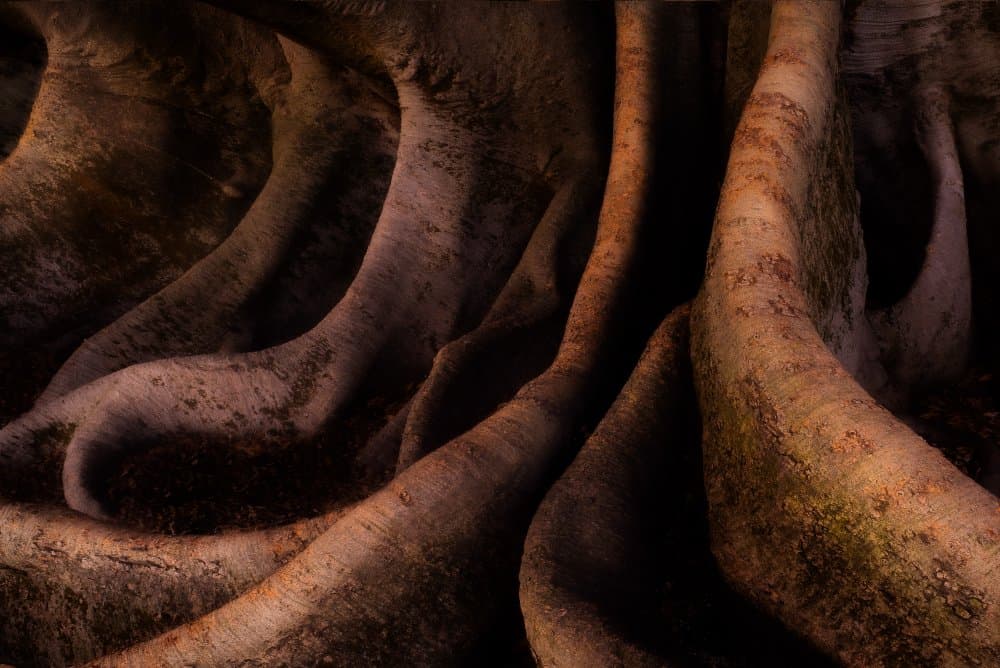 Winding Tree Roots by Phil Green — canvas wall art
