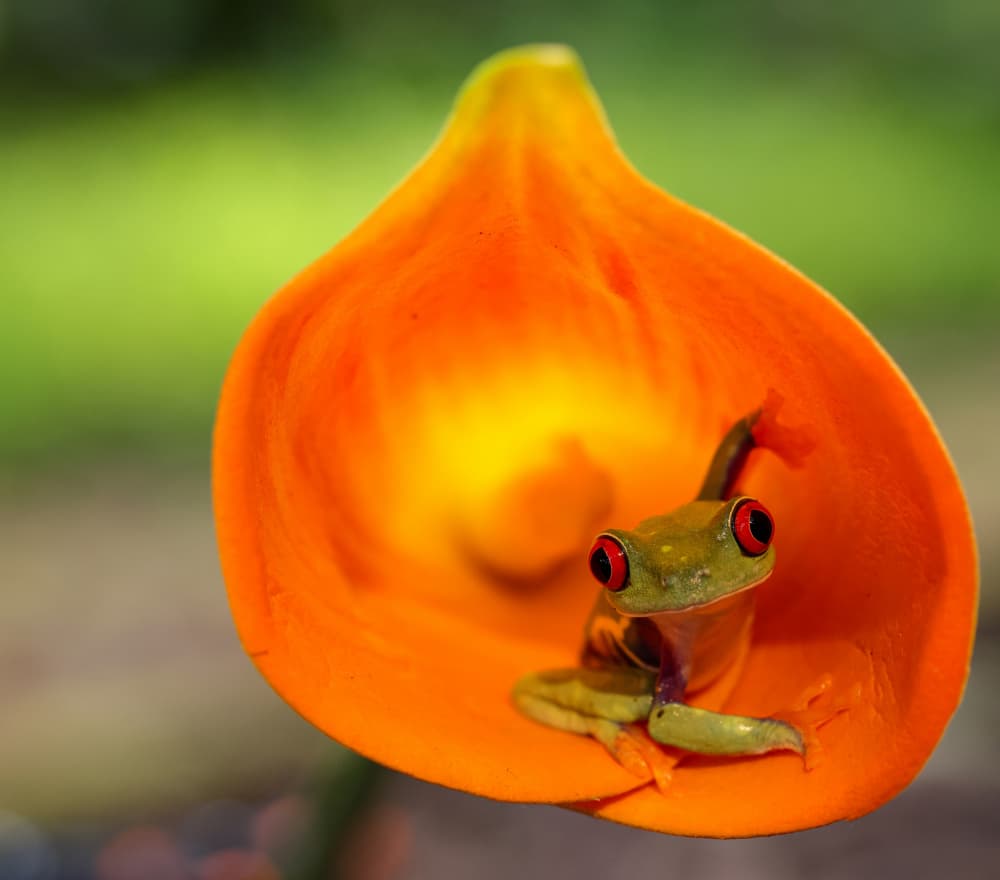 Red-Eyed Tree Frog Lily by Muljati Hidajat — canvas wall art