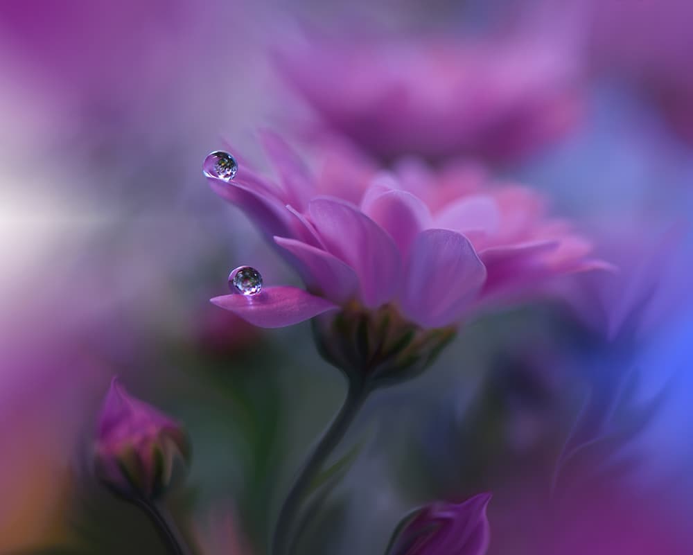 Dreamy Pink Flower Drops by Juliana Nan — canvas wall art