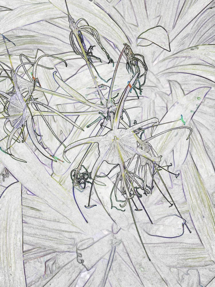 Ethereal Floral Sketch by Santhosh ch — canvas wall art