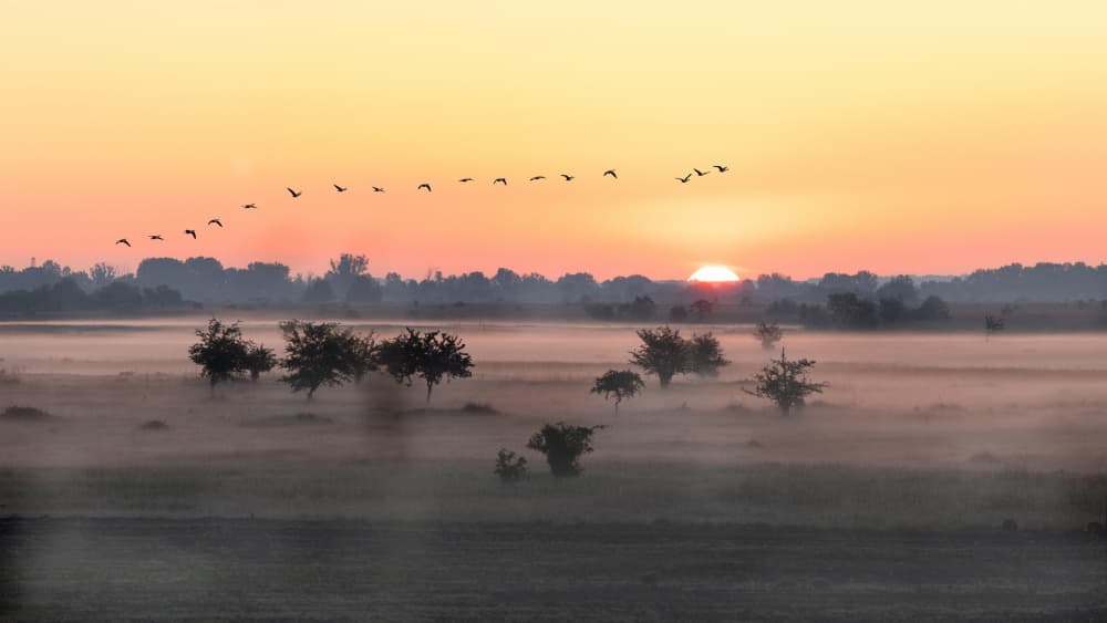 Misty Morning Birds Flight by Dennis Zhang — canvas wall art
