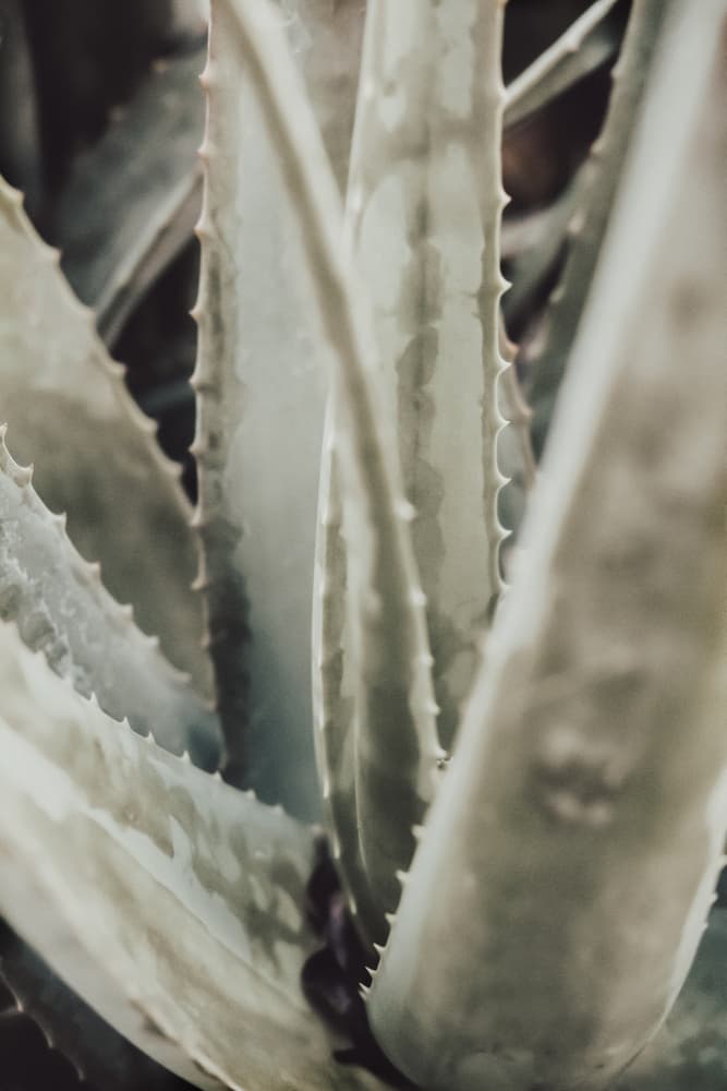 Fresh Aloe Vera Plant by Pictufy Studio III — canvas wall art