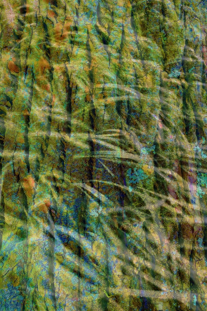 Vibrant Green Forest by Pelin Atilla — canvas wall art
