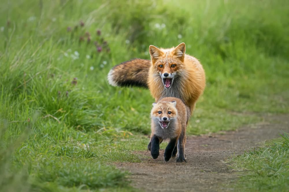 Curious Fox And Cub by Lydia Jacobs — canvas wall art