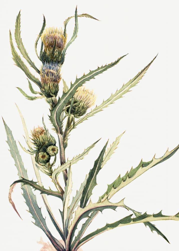 White Thistle