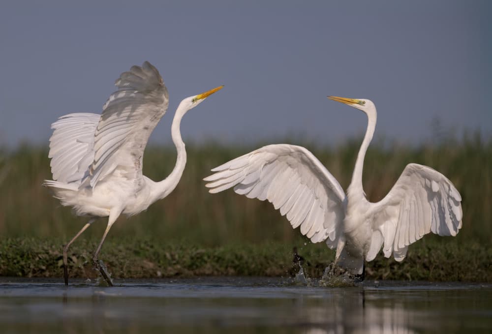 White Egrets Water Dance by Vicki Lai — canvas wall art
