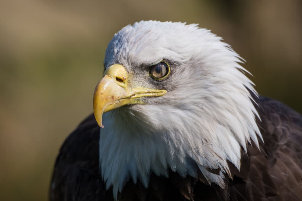 Majestic Bald Eagle by Caroline Wirtz — canvas wall art
