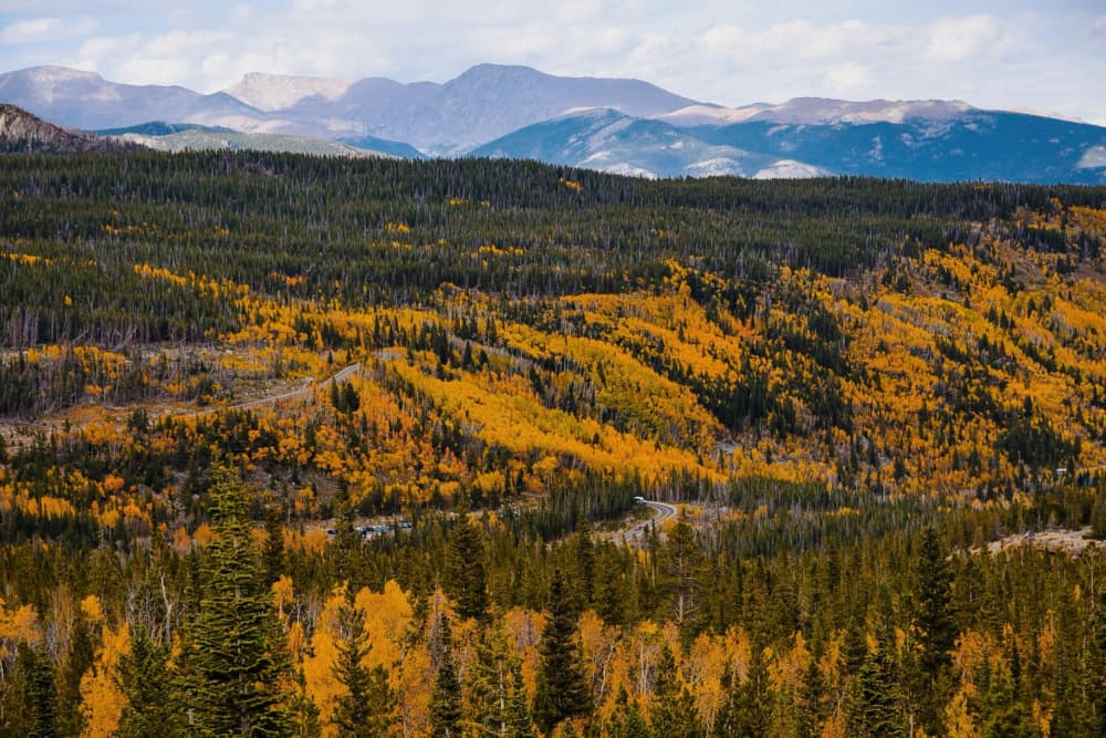 Golden Aspens Mountain Road by Del Mundo Imagery — canvas wall art
