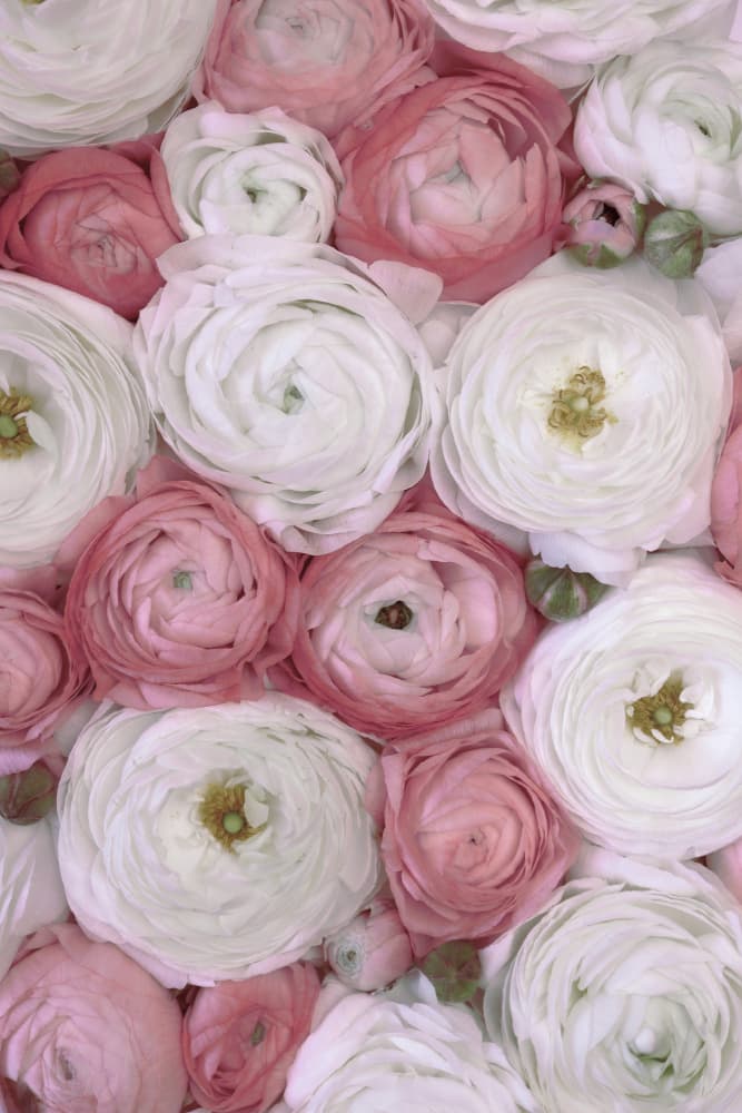 Blush and Cream Ranunculus by Rosana Laiz Blursbyai — canvas wall art