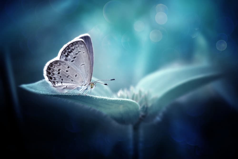 Blue Butterfly Dreams by Fauzan Maududdin — canvas wall art