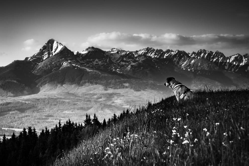 Mountain Dog View by Pali Gerec — canvas wall art