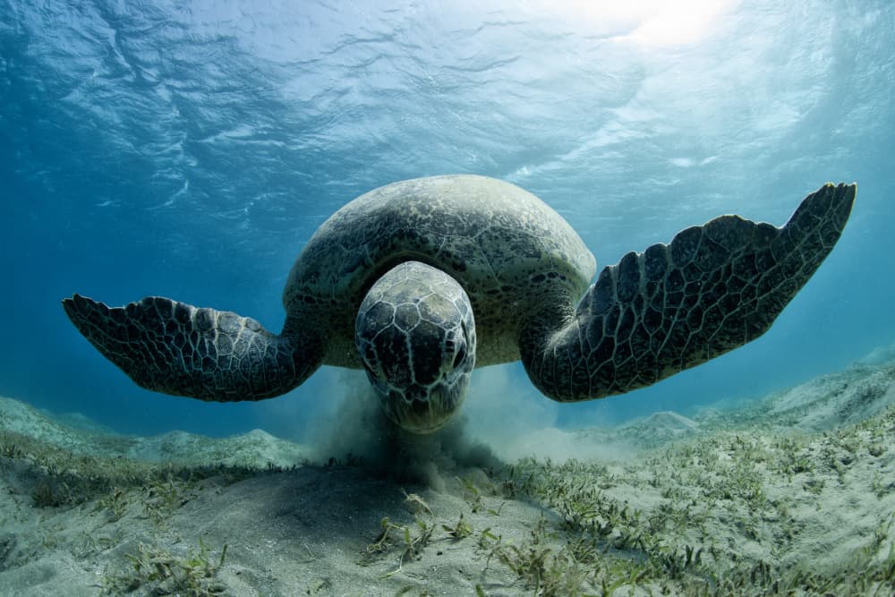 Underwater Turtle Gliding by Andrey Narchuk — canvas wall art