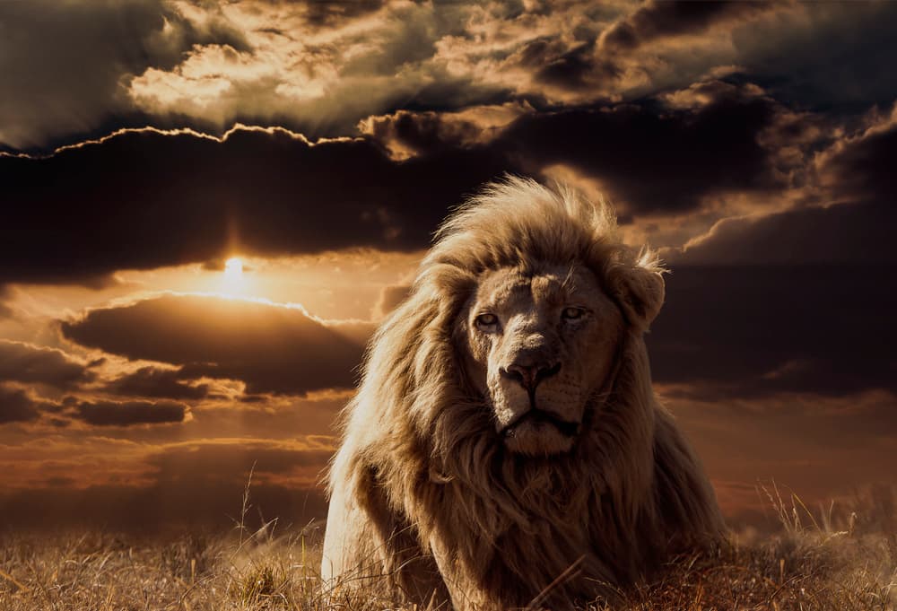 Majestic Lion Sunset by Jackson Carvalho — canvas wall art