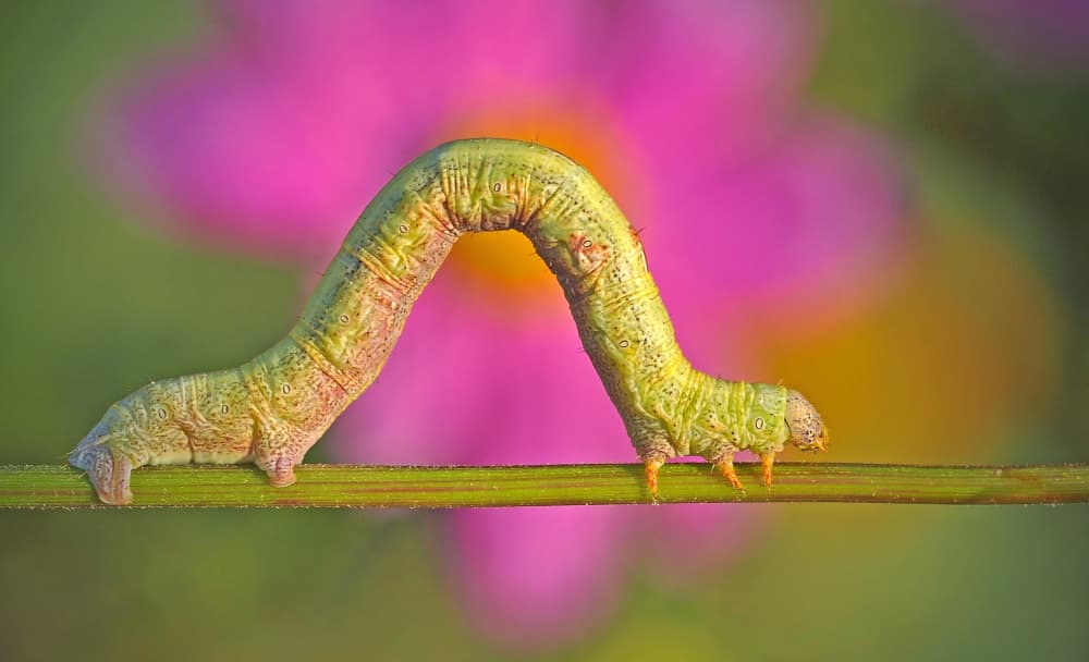 Green Caterpillar Pink Flower by Cristian Andreescu — canvas wall art