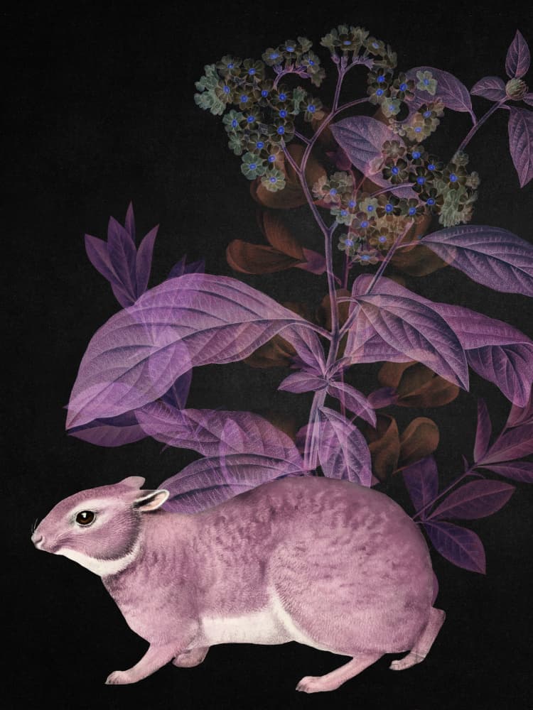 Mysterious Purple Rabbit