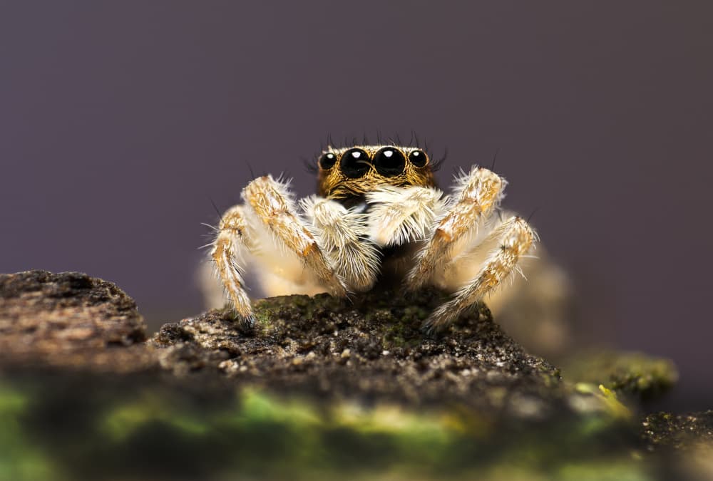 Curious Jumping Spider by Summer2016 — canvas wall art