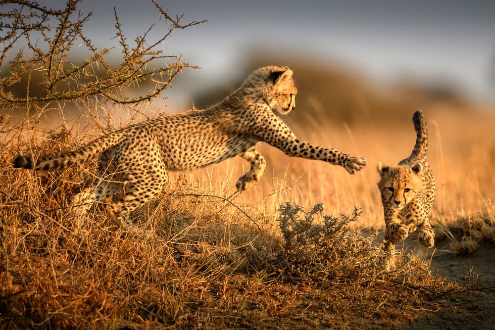 Playful Cheetah Cubs by Hung Tsui — canvas wall art
