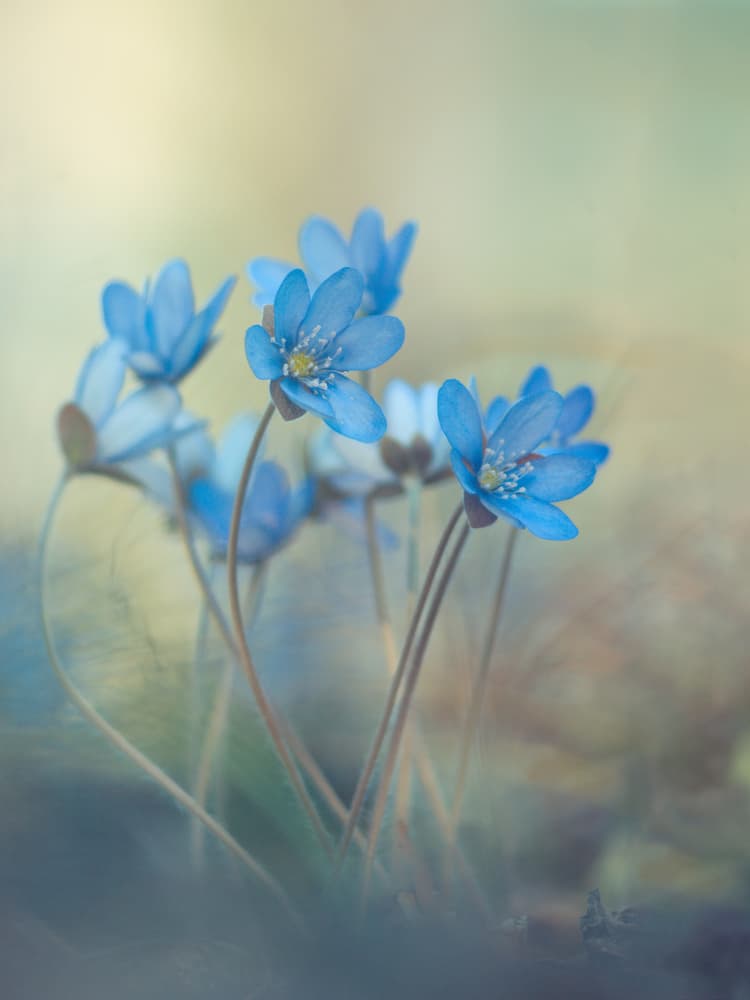 Dreamy Blue Flowers by Davis Zandersons — canvas wall art