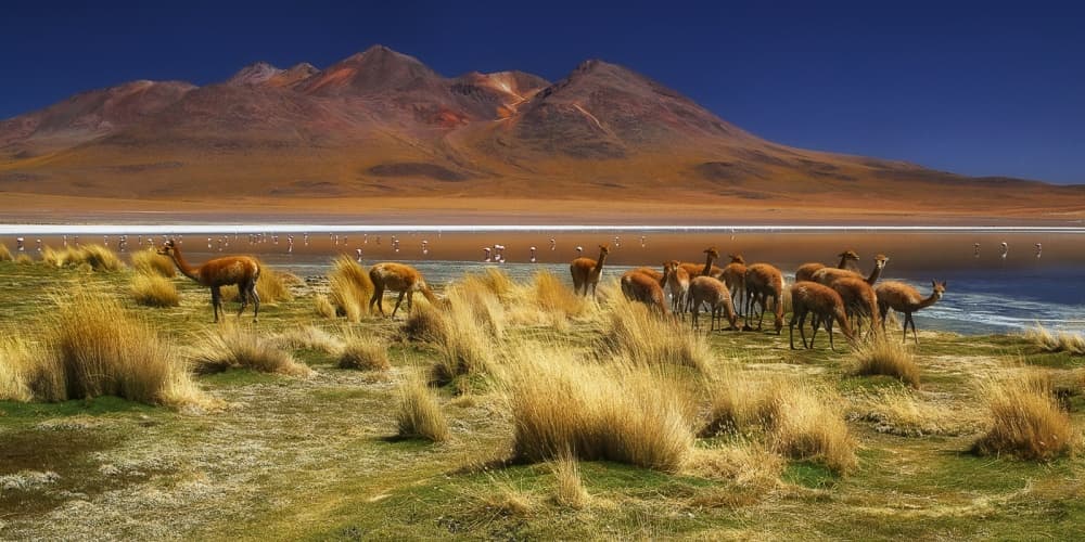 Mountain Lake Vicuñas by Margarita Chernilova — canvas wall art