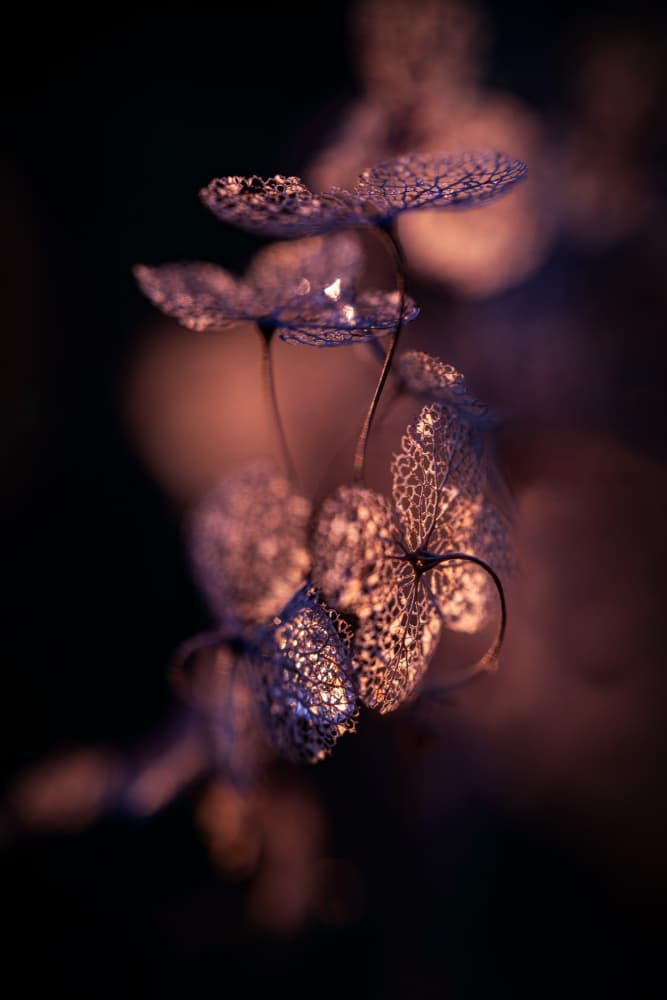 Lace Flower Glow by Nanda Bussers — canvas wall art