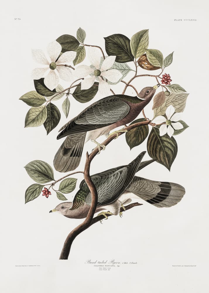 Brand Tailed Pigeon From Birds Of America (1827) by John James Audubon — canvas wall art