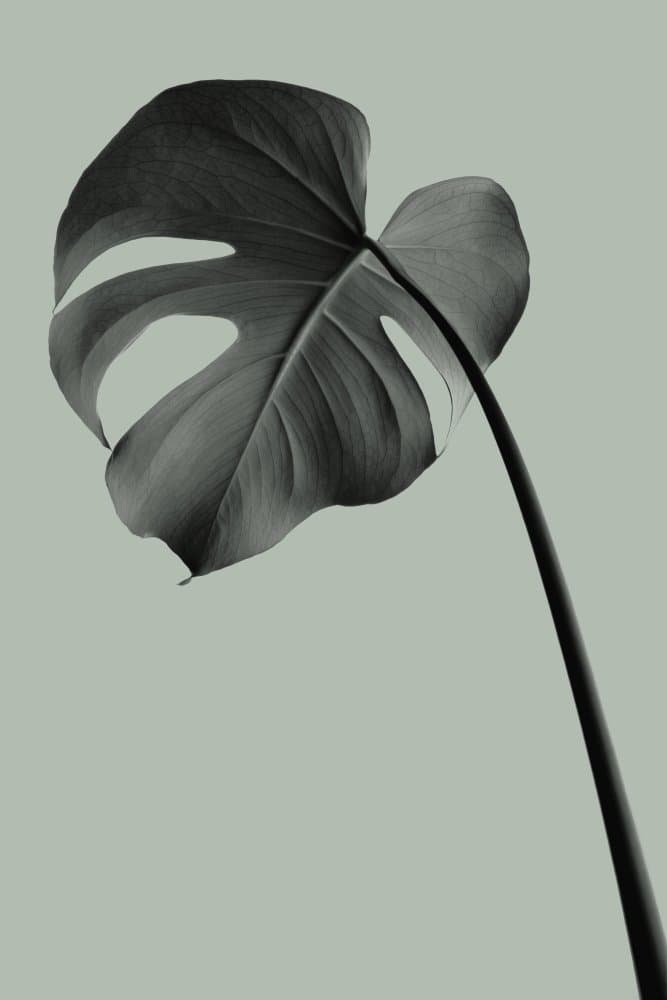 Minimal Monstera Leaf by Pictufy Studio III — canvas wall art