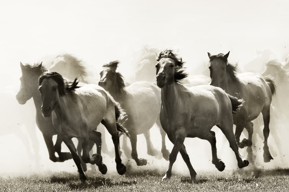 Galloping Wild Horses by Heidi Bartsch — canvas wall art