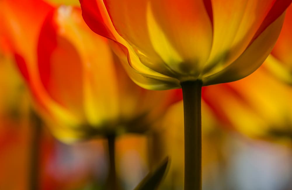 Golden Tulip Petals by Dorit Berkovits — canvas wall art