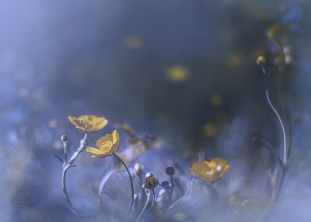 Ethereal Buttercups by Kristina Zvinakeviciute — canvas wall art