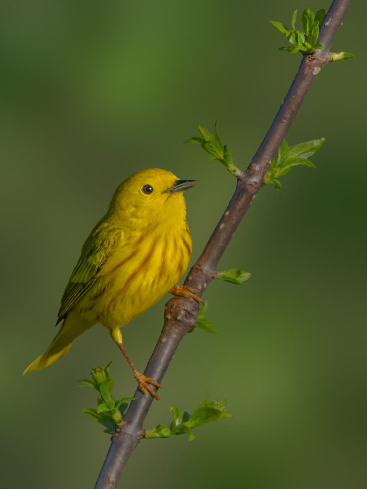 Vibrant Yellow Warbler Perched by Jacob (Jian) Xu — canvas wall art