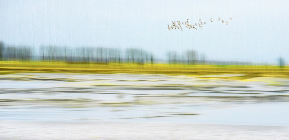 Blurred Fields Flying Birds by Mozart Chan — canvas wall art