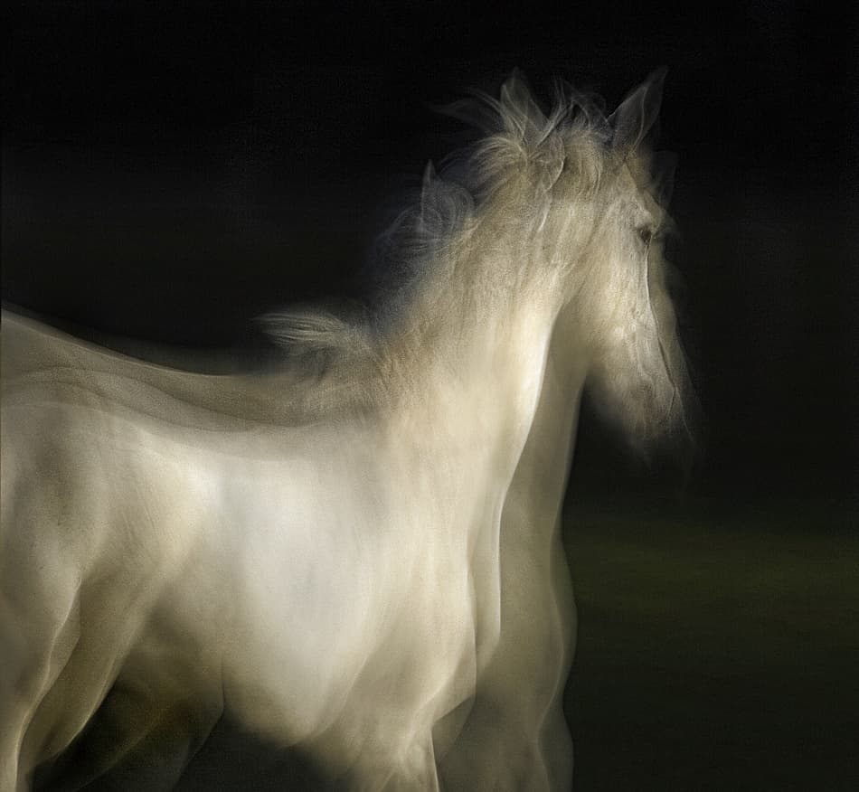 Ethereal White Horse by Milan Malovrh — canvas wall art