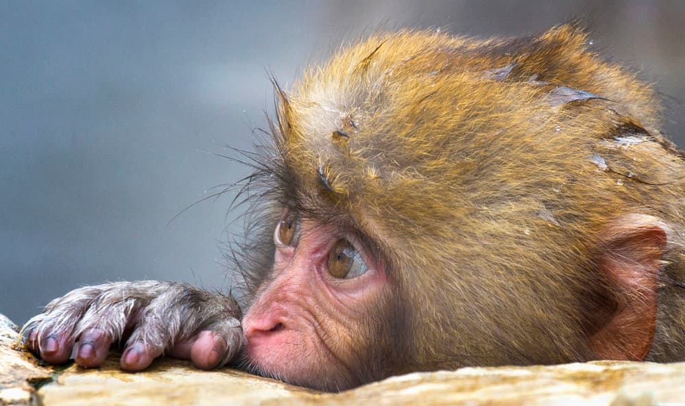 Thoughtful Young Monkey by Angela Muliani Hartojo — canvas wall art