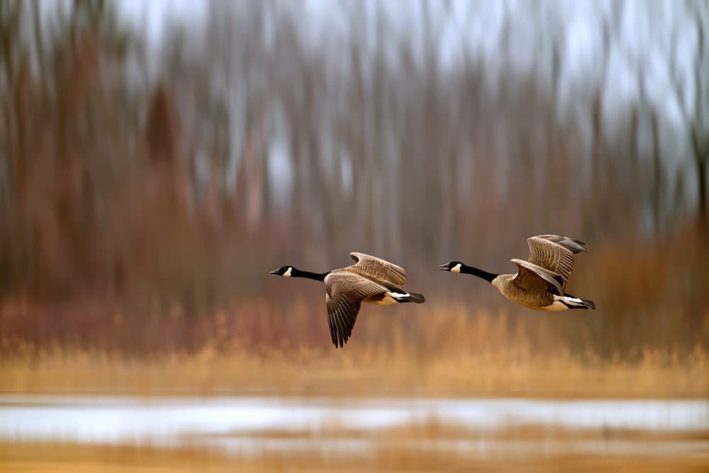Canada Geese In Flight by Leanne Lei — canvas wall art