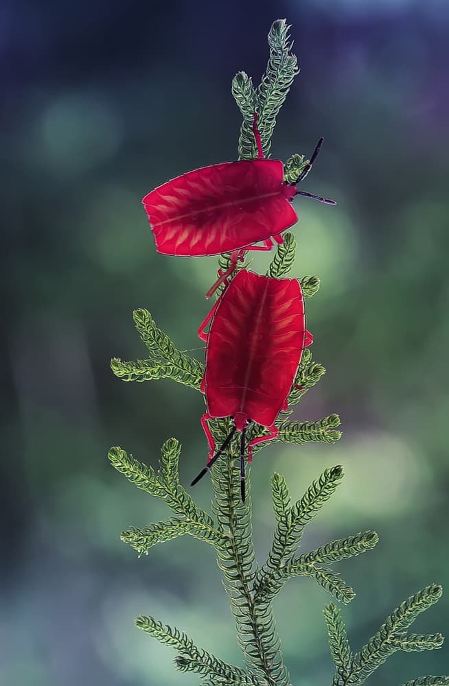 Glowing Red Bugs by Abdul Gapur Dayak — canvas wall art