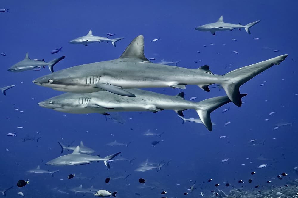 Schooling Sharks Underwater by Serge Melesan — canvas wall art