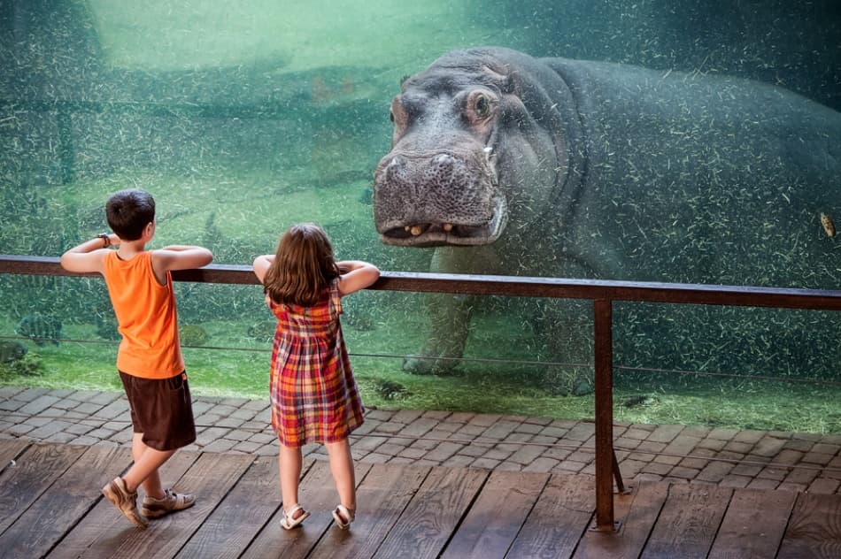 Children Watch Hippo by Cesar March — canvas wall art
