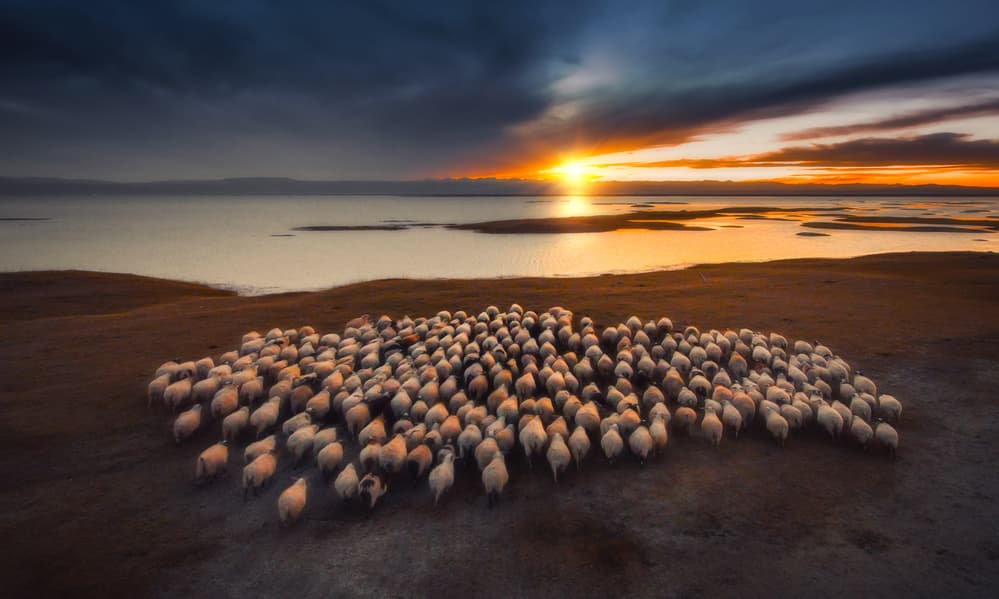 Flocks of flocks at dusk by TIANQI — canvas wall art