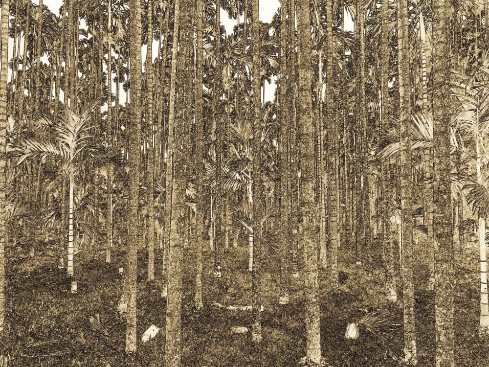 Tranquil Palm Forest by Santhosh ch — canvas wall art