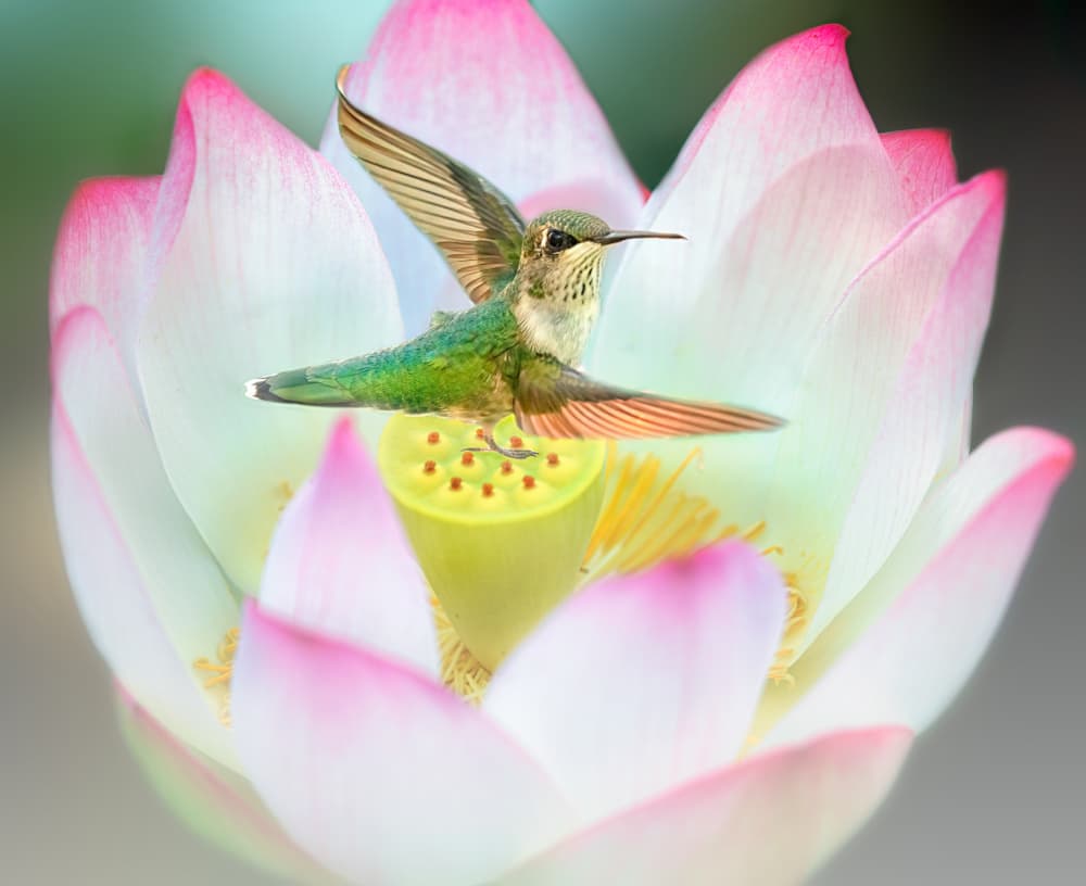 Hummingbird Lotus Flight by Ling Lu — canvas wall art