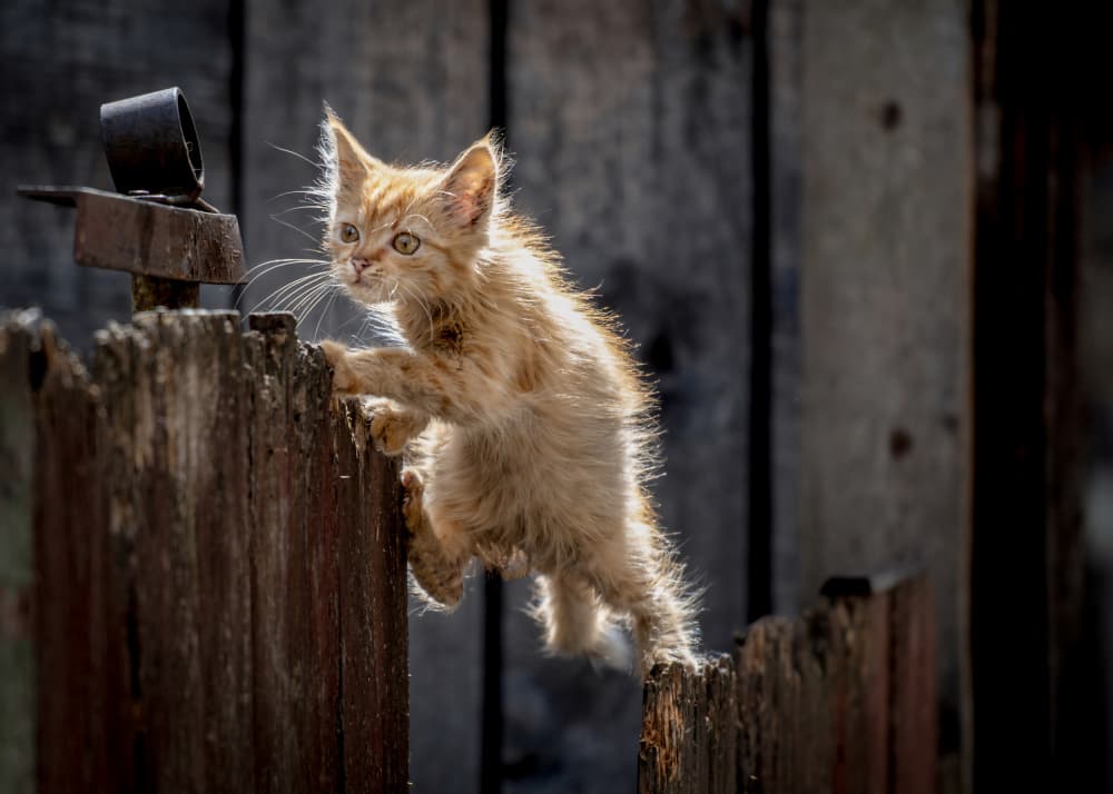 Golden Hour Kitten by Cristian Pavel — canvas wall art