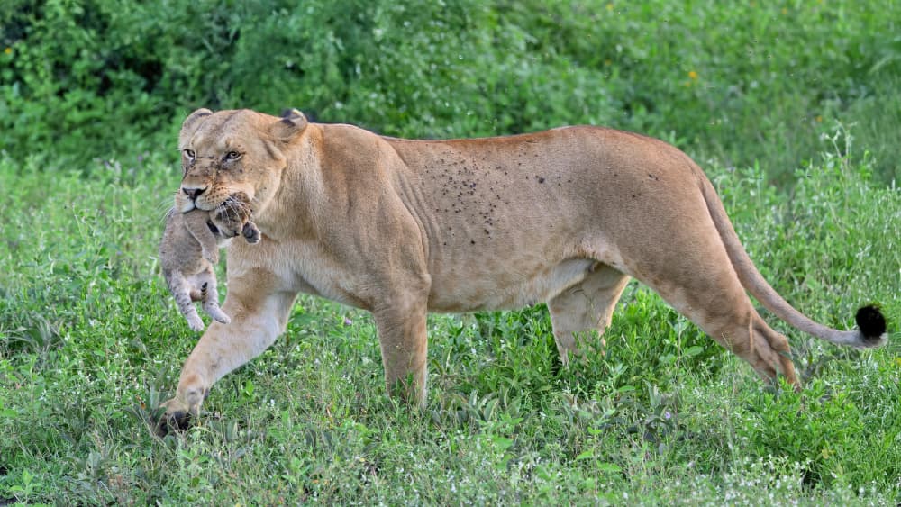 African Lioness And Cub by Alessandro Catta — canvas wall art