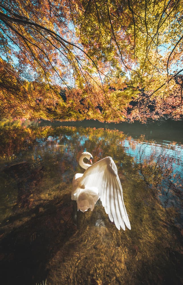 Golden Autumn Swan Lake by Murakyami Daichi — canvas wall art