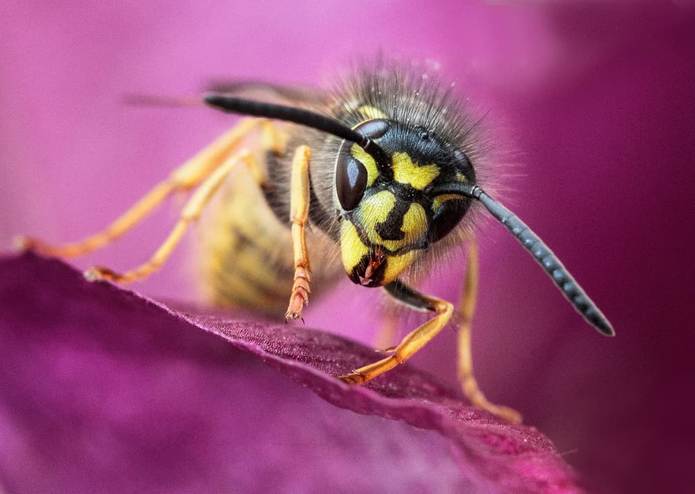 Wasp on Purple Petal by Hugh Wilkinson — canvas wall art