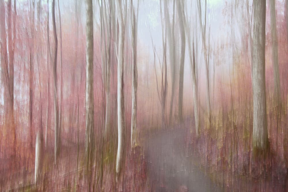 Dreamy Pink Forest by Christina Sillèn — canvas wall art