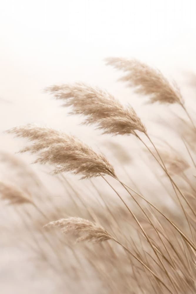 Windblown Pampas Grass by Annika Persson — canvas wall art